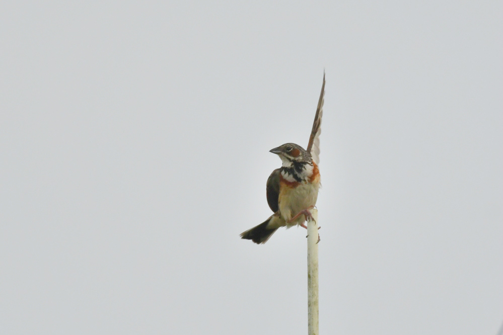 ホオアカ　他高原の鳥さん_f0053272_11193647.jpg