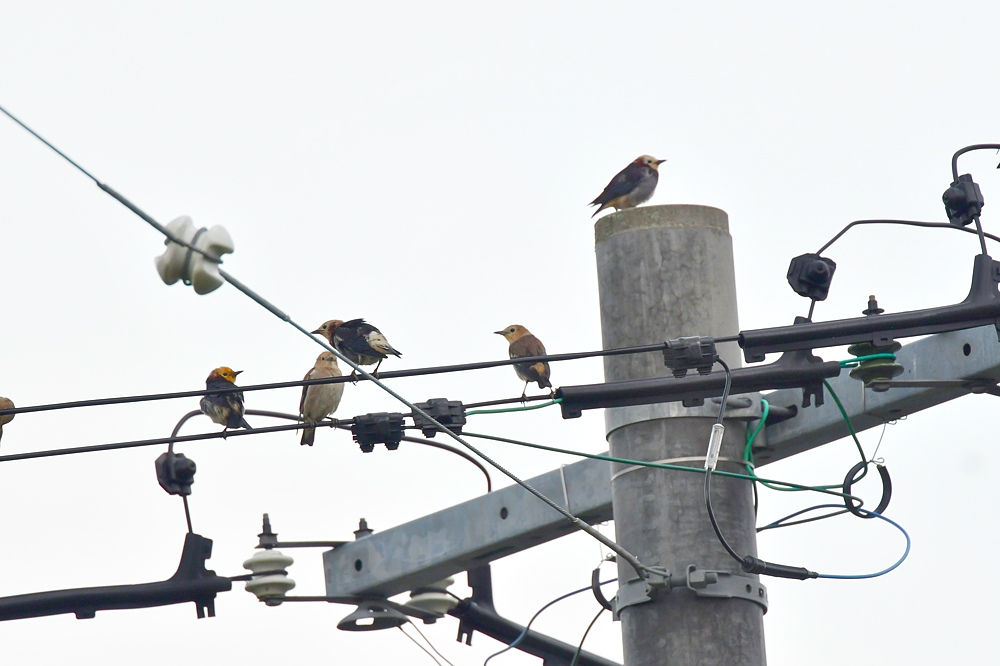 ホオアカ 他高原の鳥さん_f0053272_11313855.jpg
