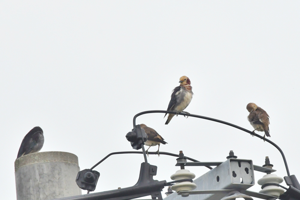 ホオアカ　他高原の鳥さん_f0053272_11315577.jpg