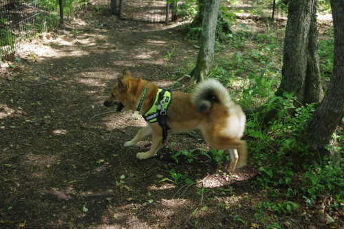 c0364176_06394417.jpeg