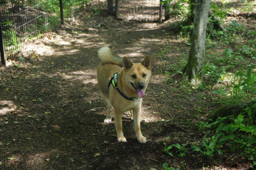 c0364176_06404171.jpeg