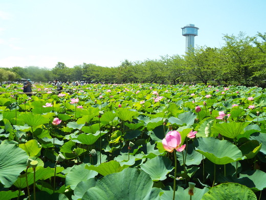 ７月７日　埼玉県行田市・古代蓮の里_e0145782_1630927.jpg