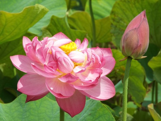 ７月７日　埼玉県行田市・古代蓮の里_e0145782_16434734.jpg