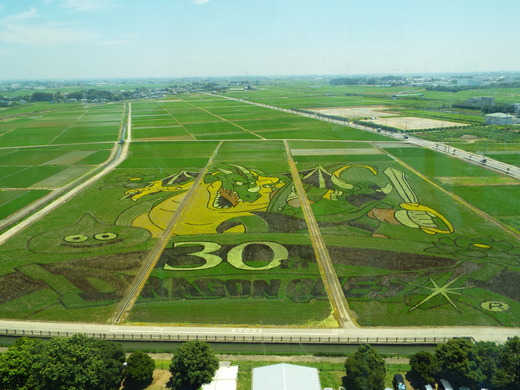 ７月７日　埼玉県行田市・古代蓮の里_e0145782_1761332.jpg