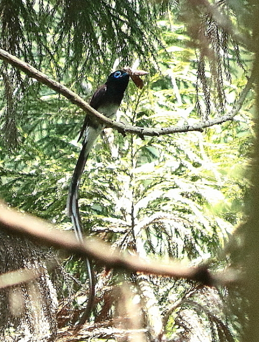 虫を咥えたサンコウチョウ_d0334291_13511170.jpg