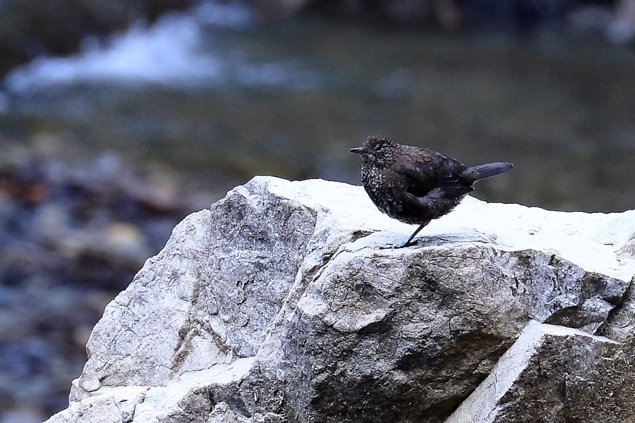 自然と野鳥の営みを楽しむ_d0334006_14432885.jpg