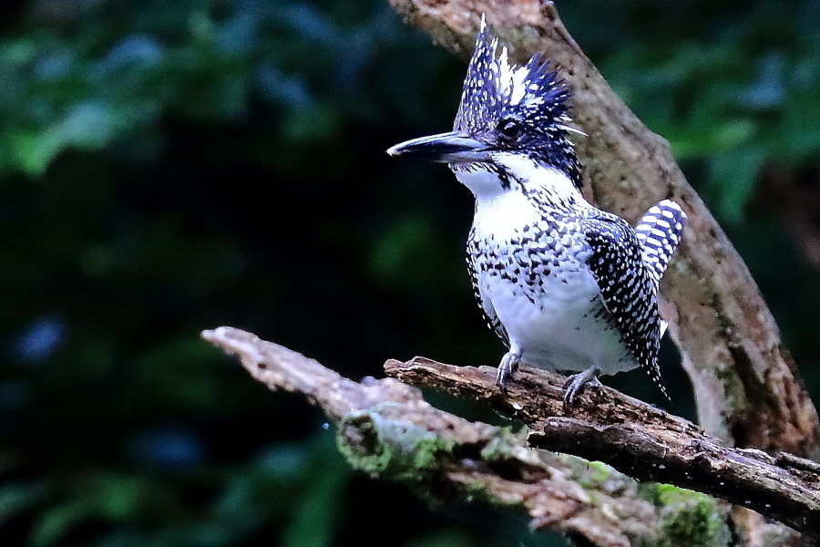 自然と野鳥の営みを楽しむ_d0334006_15050917.jpg