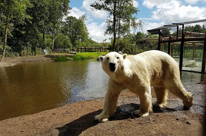 オランダ フリースラント アクア動物園が18ヶ月振りに開園 フェリックスとネヌがお披露目 Polarbearology Conjectaneum オランダ フリースラント アクア動物園が18ヶ月振りに開園 フェリックスとネヌがお披露目 Polarbearology Conjectaneum