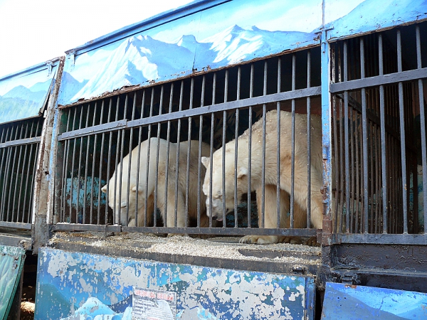 ロシアの巡回動物園「モスクワ・サファリ園」に暮らすウムカとスネジョーク　～ ロシアの闇の部分_a0151913_2257296.jpg