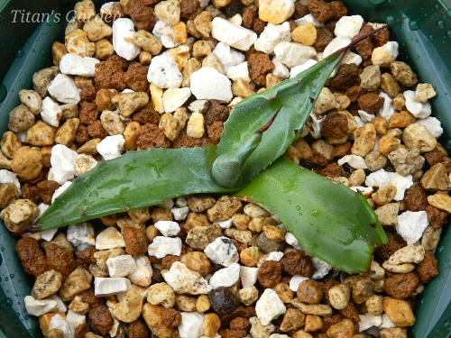 Agave Salmiana Var Ferox Bellville titan s garden Agave Salmiana Var Ferox Bellville titan s garden