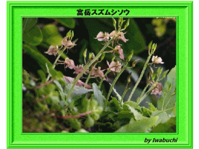 f0193521_16362250.gif
