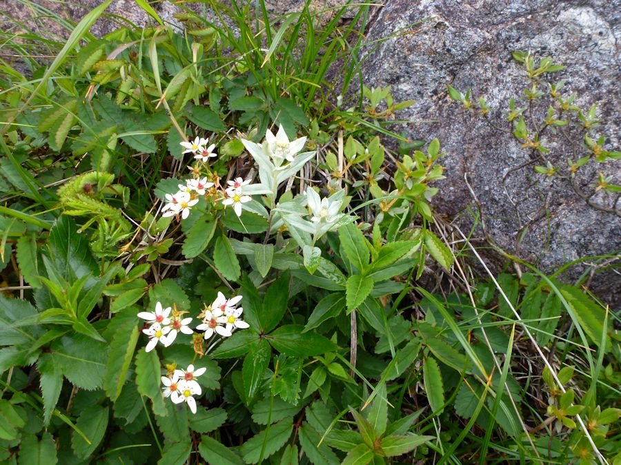 f0147828_72943.jpg