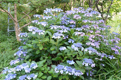 c0107129_20285810.jpg