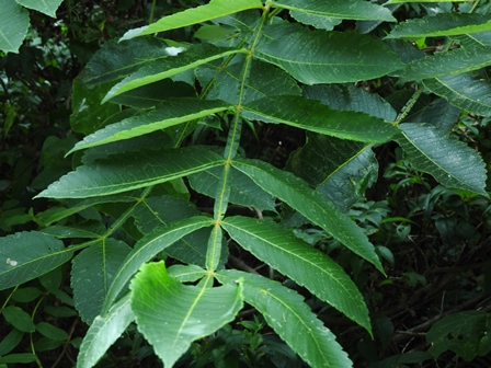 a0123836_15343321.jpg
