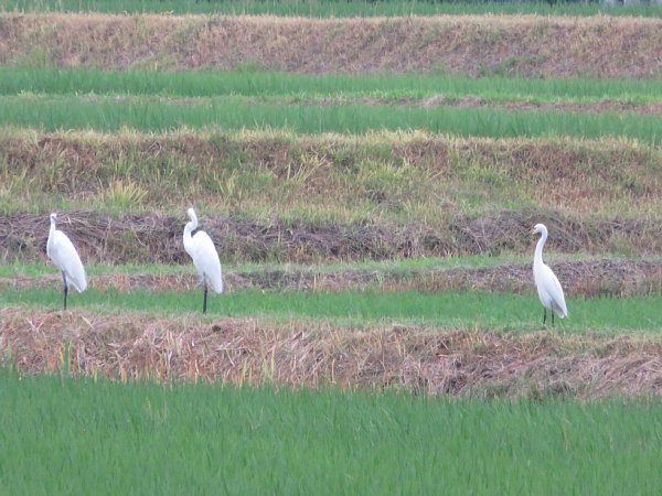 2016年7月12日　餌を啄むシロサギたち_b0341140_55125.jpg