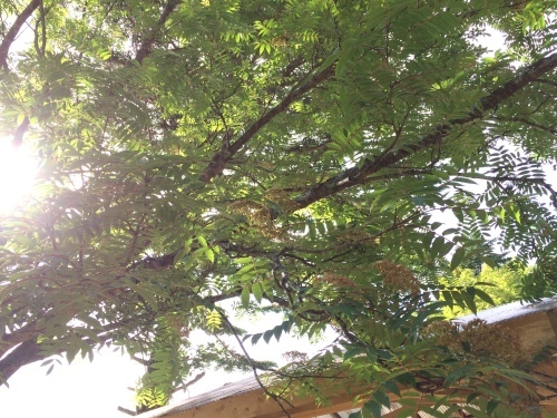 7月10日の日記_c0369344_16183019.jpeg