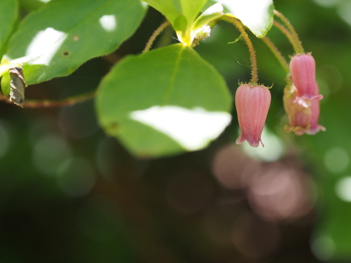 ツツジの仲間 鹿深の森