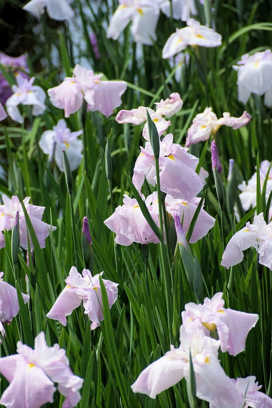 花菖蒲（Iris ensata var. See Wikipedia English site）　_d0113554_7223817.jpg