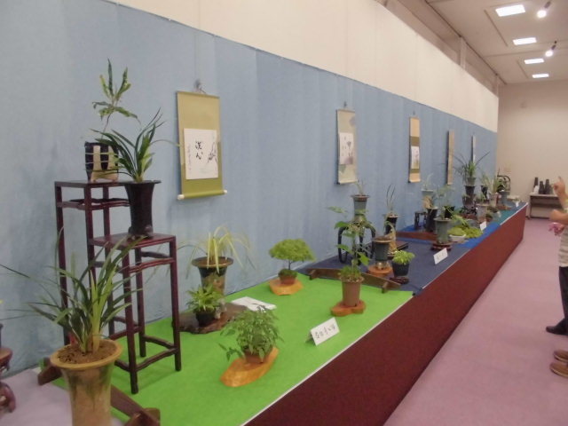 第3回寒蘭新芽・柄物展示大会_f0318967_22195439.jpg