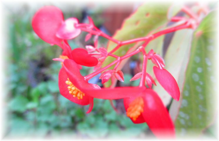 ときめき…♪_d0175974_20341421.jpg