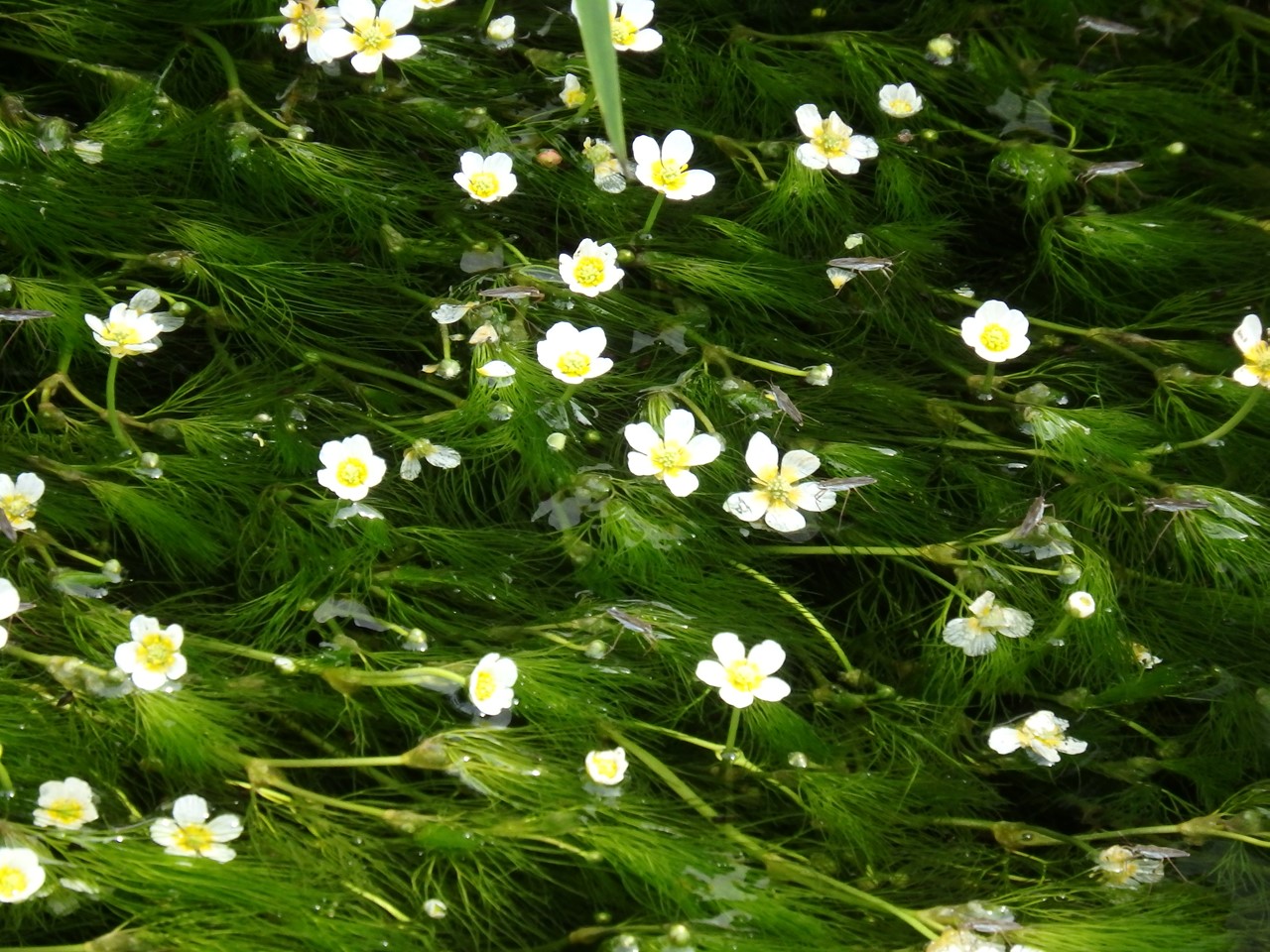 d0054276_19541448.jpg