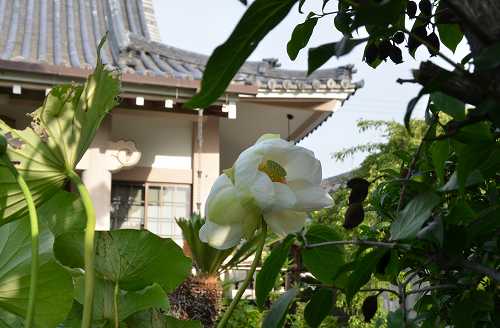 極楽寺　双頭蓮開花３日目⑤_c0229483_23551642.jpg