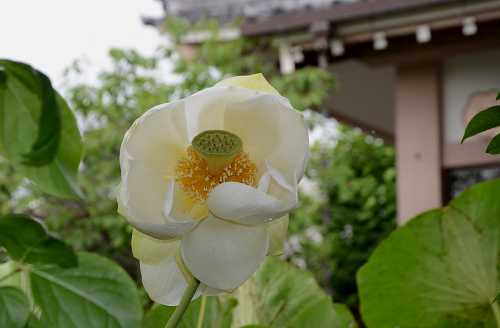 極楽寺　双頭蓮開花３日目⑤_c0229483_23593340.jpg