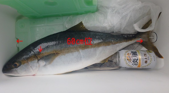 大きな魚 (ヒラマサ)_d0195183_22571981.jpg