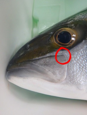 大きな魚 (ヒラマサ)_d0195183_23151110.jpg