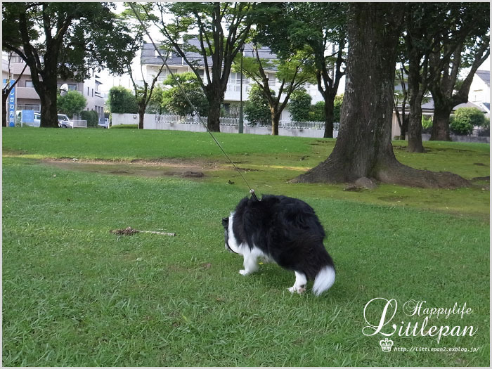 ●再びの「大雨」_e0338686_10014791.jpg