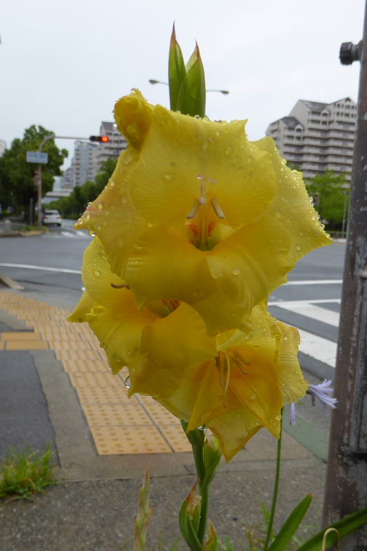 グラジオラス・紫露草・藪蘭･黄花コスモス・カラー・姫檜扇水仙･アルストロメリア･虫取撫子･黄烏瓜_d0261298_538439.jpg