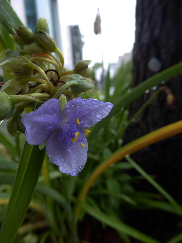 グラジオラス・紫露草・藪蘭･黄花コスモス・カラー・姫檜扇水仙･アルストロメリア･虫取撫子･黄烏瓜_d0261298_5413133.jpg