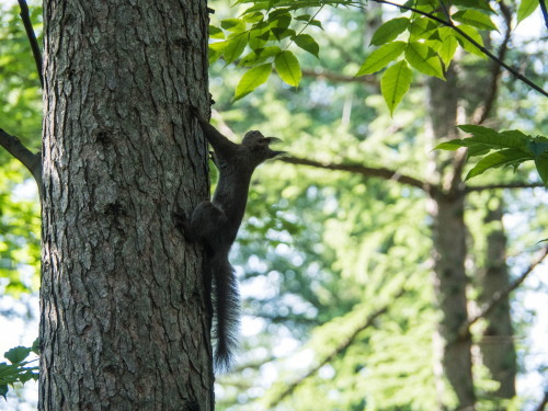 カラスに警戒するエゾリス君・・カラマツに隠れる!_f0276498_22112222.jpg