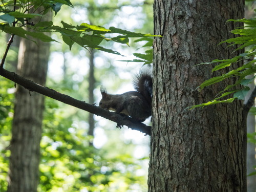 カラスに警戒するエゾリス君・・カラマツに隠れる!_f0276498_22123681.jpg