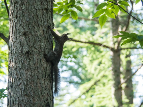 カラスに警戒するエゾリス君・・カラマツに隠れる!_f0276498_22143348.jpg