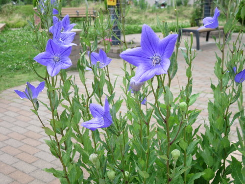 c0326000_18311449.jpg