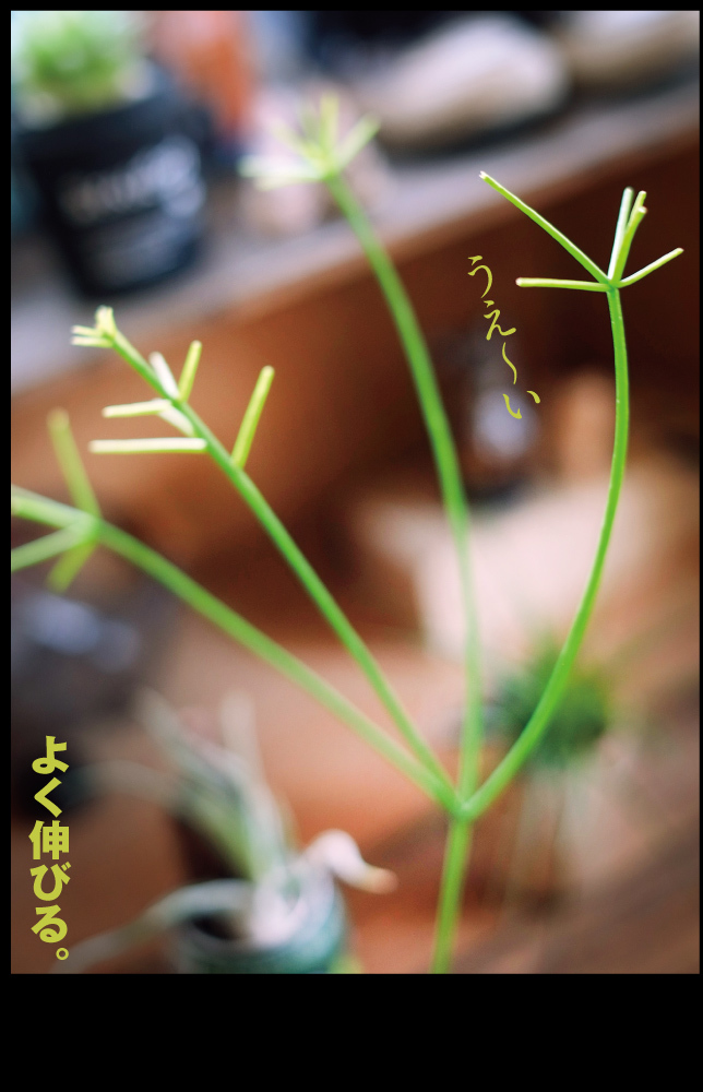 5月の植物と菖蒲湯_a0358016_11544602.jpg