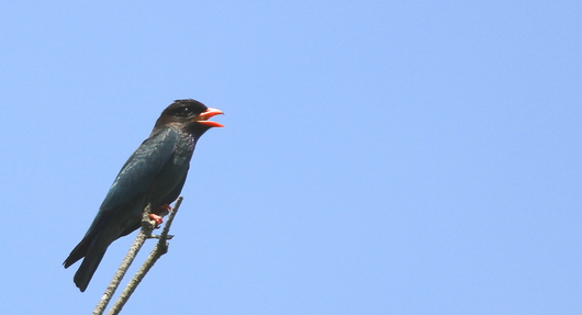 f0364220_791795.jpg