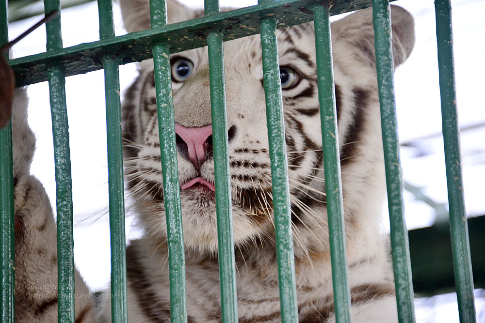 2016.7.10 岩手サファリパーク☆ホワイトタイガーのマハロお誕生日会【White tiger】_f0250322_2325243.jpg