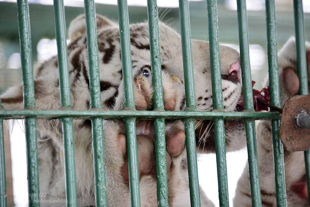 2016.7.10 岩手サファリパーク☆ホワイトタイガーのマハロお誕生日会【White tiger】_f0250322_23255384.jpg