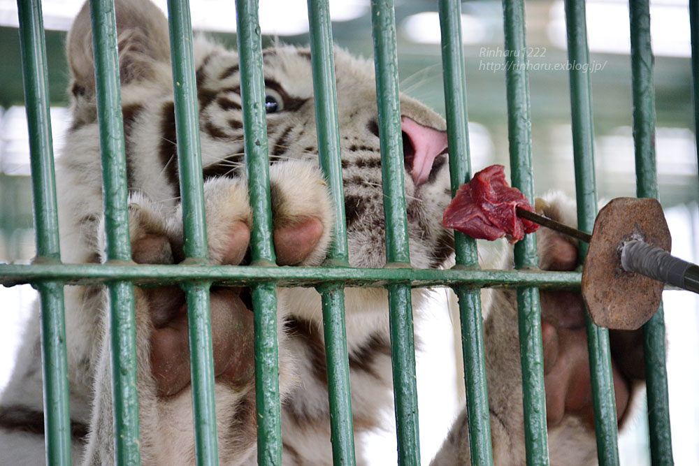 2016.7.10 岩手サファリパーク☆ホワイトタイガーのマハロお誕生日会【White tiger】_f0250322_23255820.jpg