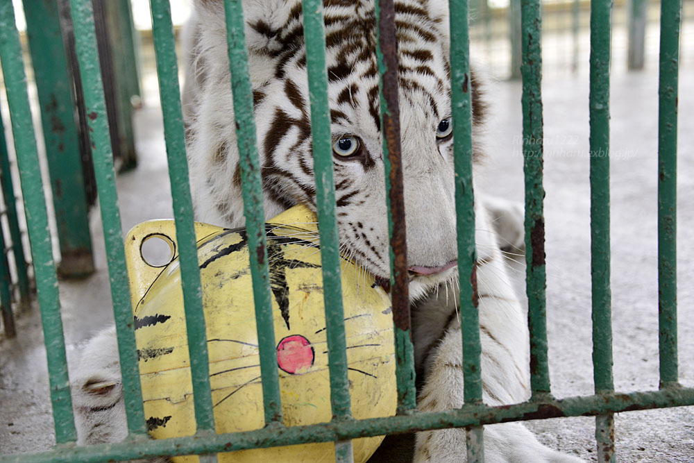 2016.7.10 岩手サファリパーク☆ホワイトタイガーのマハロお誕生日会【White tiger】_f0250322_23261223.jpg