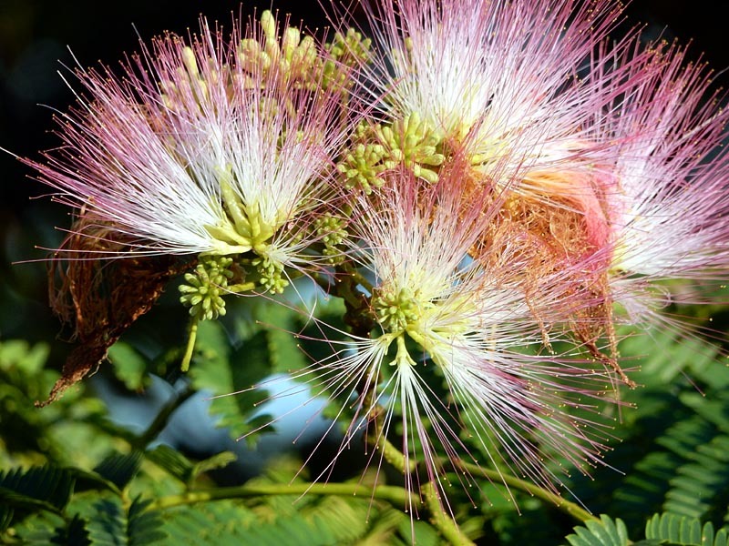 帷子川の夏の花_e0349629_08125984.jpg