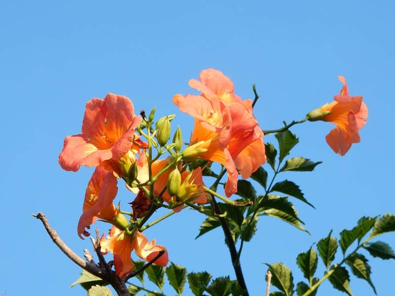 帷子川の夏の花_e0349629_08132955.jpg