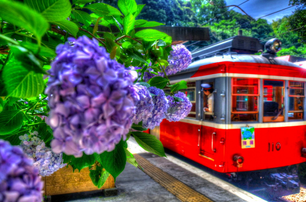 箱根登山鉄道沿線　紫陽花_a0287533_21302796.jpg