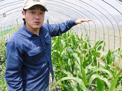 平成29年の白いとうもろこしの販売に向け、岡山農園さんの挑戦!その2_a0254656_1793114.jpg