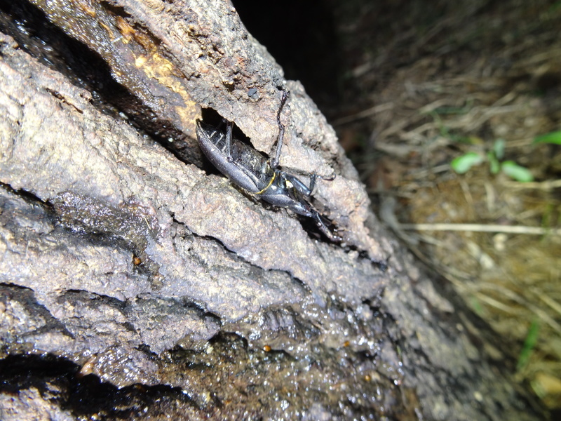 カブトムシ調査 in うみべの森_c0108460_00423190.jpg