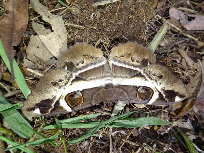 カブトムシ調査 in うみべの森_c0108460_00423357.jpg