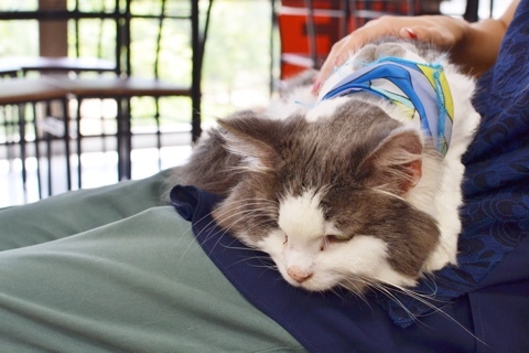 ねこランド Small Daily Life ねこランド Small Daily Life