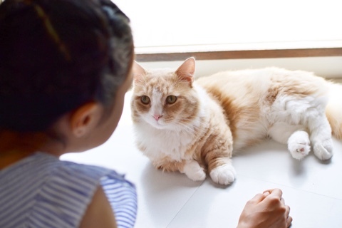 ねこランド Small Daily Life ねこランド Small Daily Life